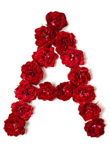 Letter A from flowers of red rose