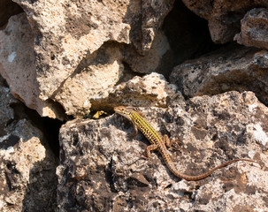 Podarcis siculus