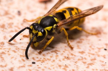 Wasp on wall