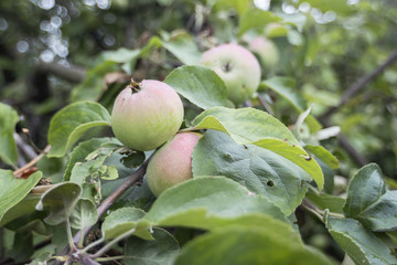 fresh apples tree