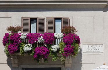 Fototapeta na wymiar Window and flower boxes with beautiful petunias in Piazza Navona, Rome