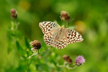 Grey, brown and green female butterfly with open wings, rare Argynnis paphia f. valesina, sitting on violet thistle flower in a forest, summer day, blurry green background, Czech Republic, Europe