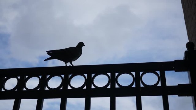 A Dark silhouette of a bird against bright sky backdrop