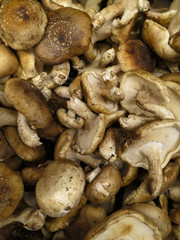 Freshly harvested edible mushrooms in a basket to cook with and eat after collecting in the forest