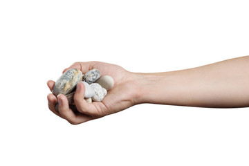 Hand holding sea stones, isolated on white background