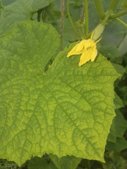 Yellow cucumber flower with large green leaf. Tiny cucumber in greenhouse. Cucumber with flower in garden.