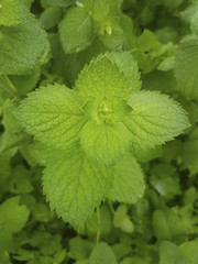 Peppermint plant in garden. Fresh green leaves of peppermint. © inguunal