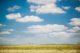 Field with flowers