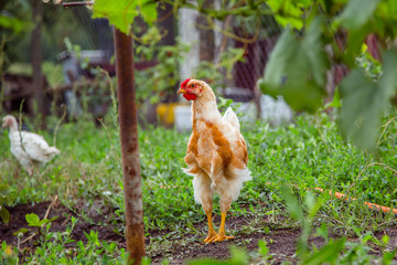 A little hen in the farmyard yard.