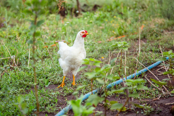 A little hen in the farmyard yard.