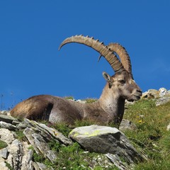 Another alpine ibex, because its one of my favorite animals.