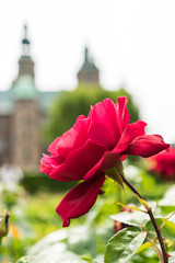 Beautiful roses blooming in the gardens of Rosenborg Castle in Copenhagen, Denmark.  Built in the Dutch Renaissance style in 1606, the castle was used by Danish regents as a royal residence.