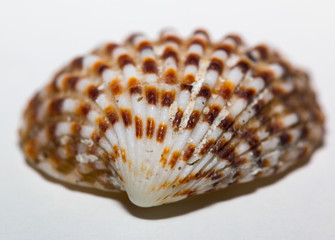 Sea shell