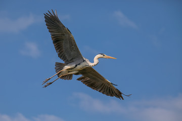 Fliegender Graureiher am blauen Himmel