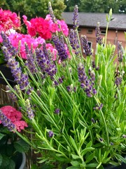 Fototapeta na wymiar Beautiful lavender bush in the plant pot on the balcony. Geraniums in the background.