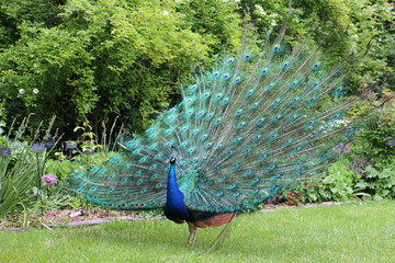 Obraz premium magnifique paon queue deployee