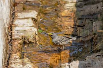 Grace's warbler at Capulin Spring (in hollowed-out log) in Sandia Mountains, New Mexico