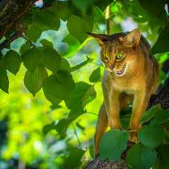 Felis catus demonstrates a bitter grunge sitting on an apple tree branch