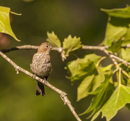 HOUSE FINCH IN SYCAMORE TREE