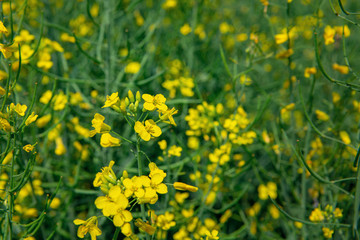 Rape flower on a blurred green background.