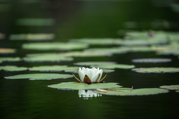 White water lily on a lake