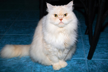 Beautiful Persian cat.
