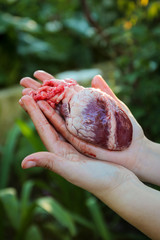 Human Heart in a young woman hands