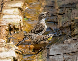 Yellow-rumped warblers drinking and bathing at Capulin Spring in Sandia Mountains, New Mexico