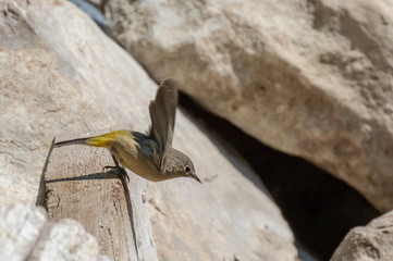 Virginia's warbler female taking off from wooden perch at Capulin Spring, Sandia Mountains, New Mexico