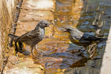 Yellow-rumped warblers drinking and bathing at Capulin Spring in Sandia Mountains, New Mexico