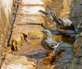 Yellow-rumped warblers drinking and bathing at Capulin Spring in Sandia Mountains, New Mexico