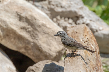 Plumbeous vireo at Capulin Spring in Sandia Mountains, New Mexico