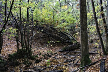 Natural autumn forest landscape, view of a ditch with water and old trees.