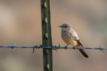 Say's phoebe on barbed wire near fence post in central New Mexico