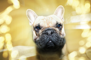 Portrait einer französischen Bulldogge 