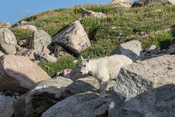 Cute Young Mountain Goat Kid