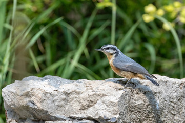 Red-breasted nuthatch on rock near Capulin Spring in Sandia Mountains, New Mexico