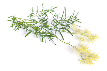 Thalictrum or Meadow-rue isolated on white background