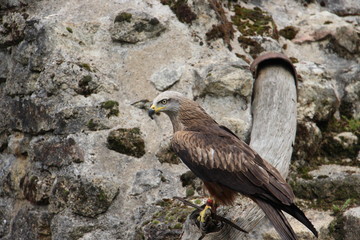 aigle