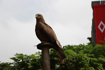 aigle