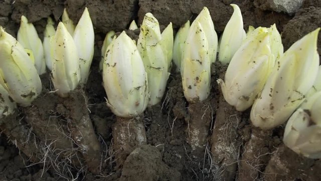 In soil cultivated endives ready for harvest