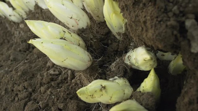 Harvesting Endives traditional way