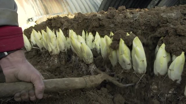 Harvesting Endives grown in soil the traditional way