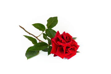Single red rose flower isolated on white background