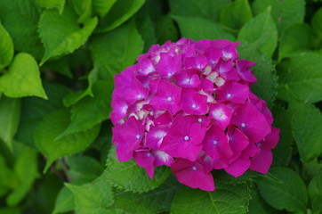 ピンクのアジサイ