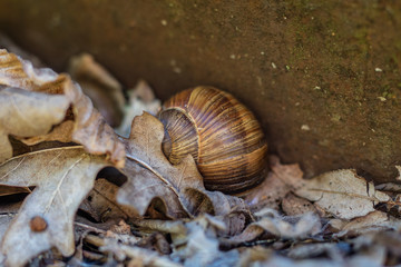 Snail shell on stony ground. Colorful shells of molluscs.