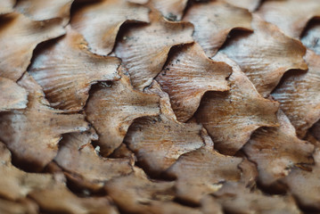 horizontal full frame macro of a cone