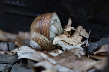 Snail shell on stony ground. Colorful shells of molluscs.