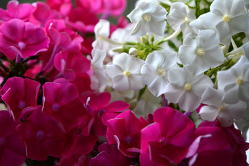 bouquet of bright pink flowers phlox. beautiful floral composition, background