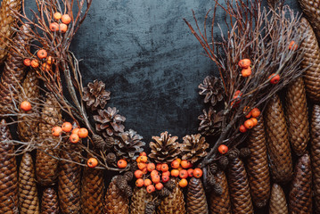 ripe rowan isolated, cones on a dark background. 